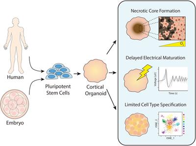 Recent advancements and future requirements in vascularization of cortical organoids